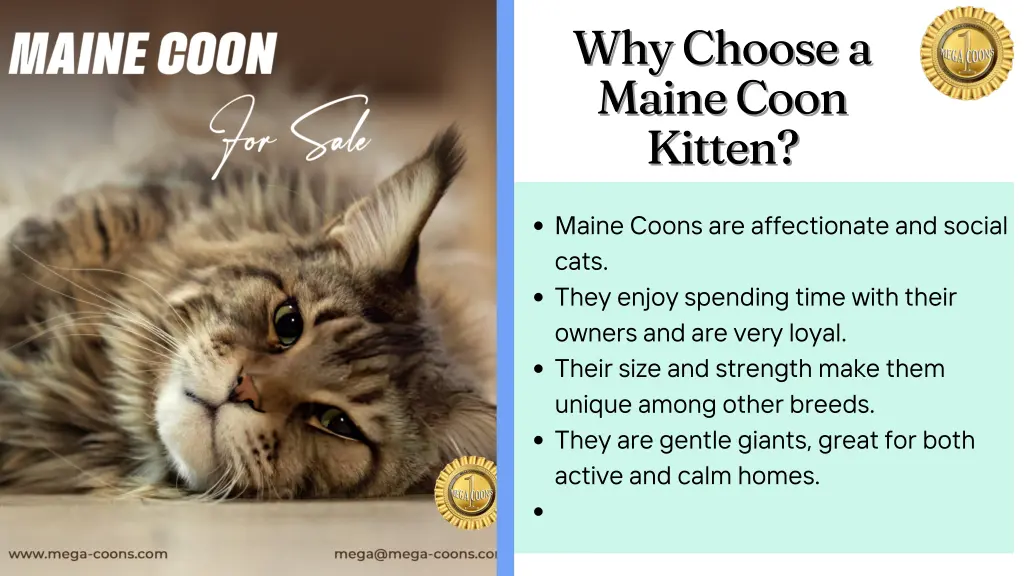 why choose a why choose a maine coon maine coon