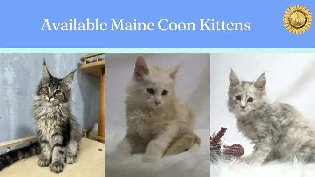 available maine coon kittens