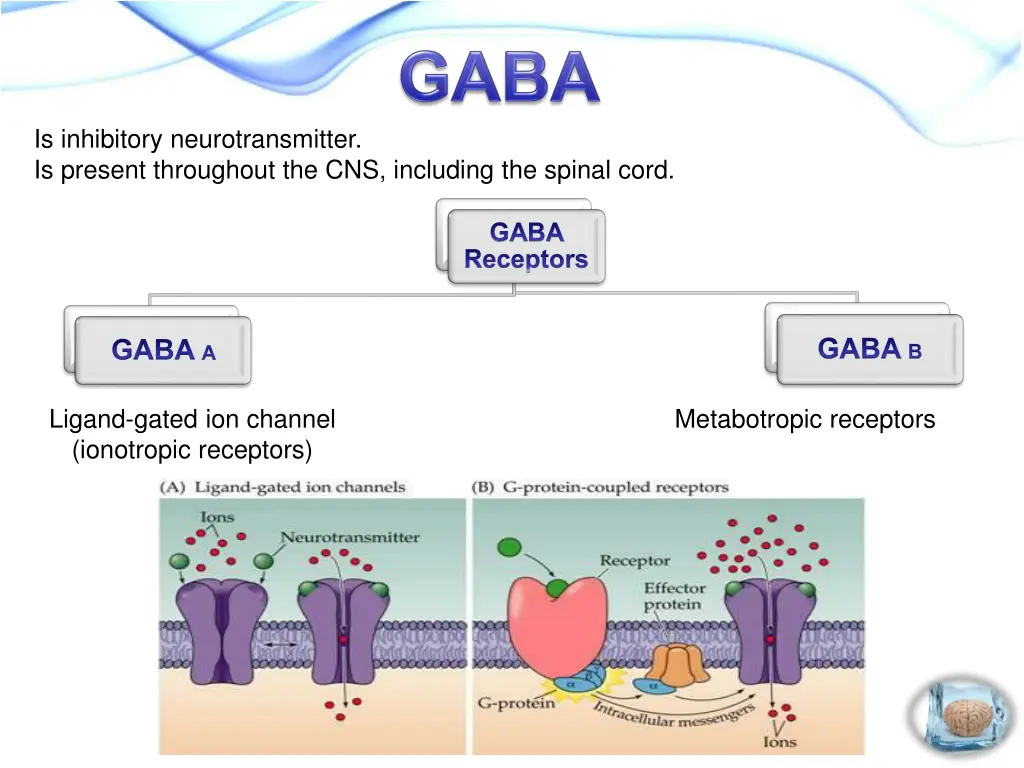 is inhibitory neurotransmitter is present