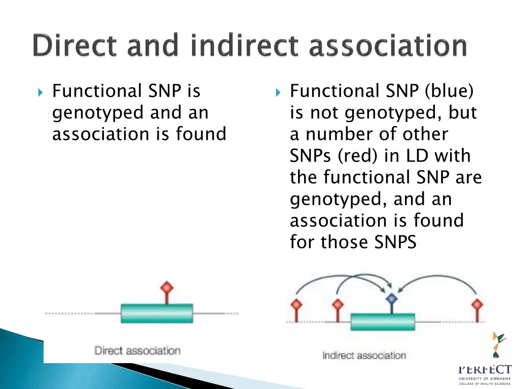 functional snp is genotyped and an association