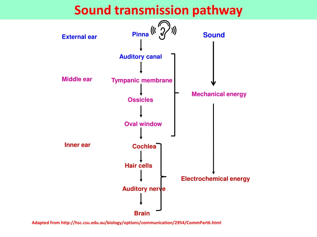 sound transmission pathway