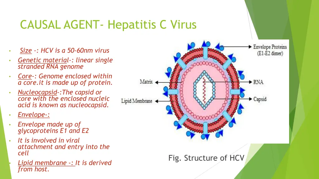 causal agent hepatitis c virus