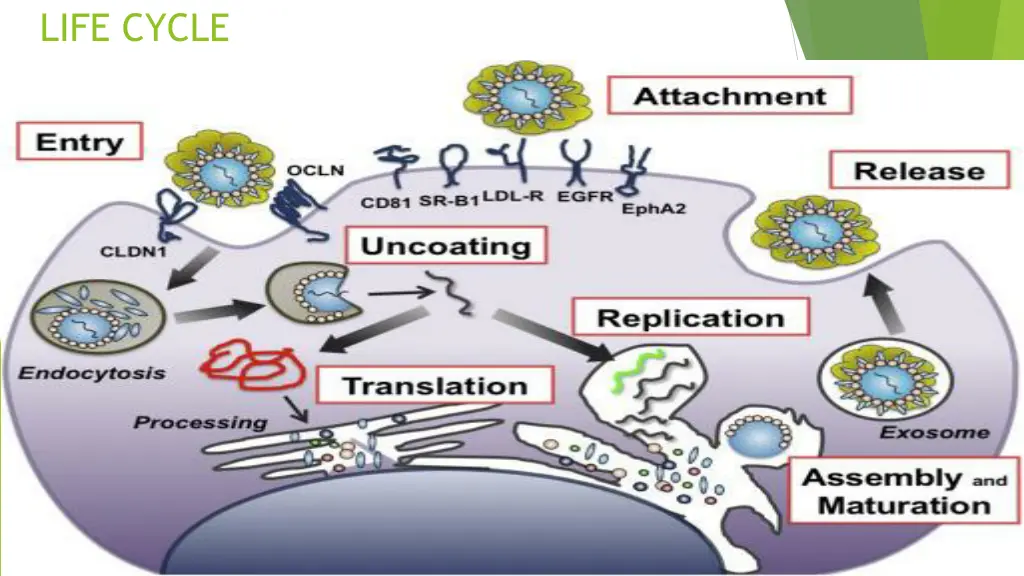 life cycle