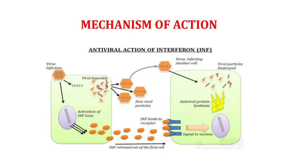 mechanism of action