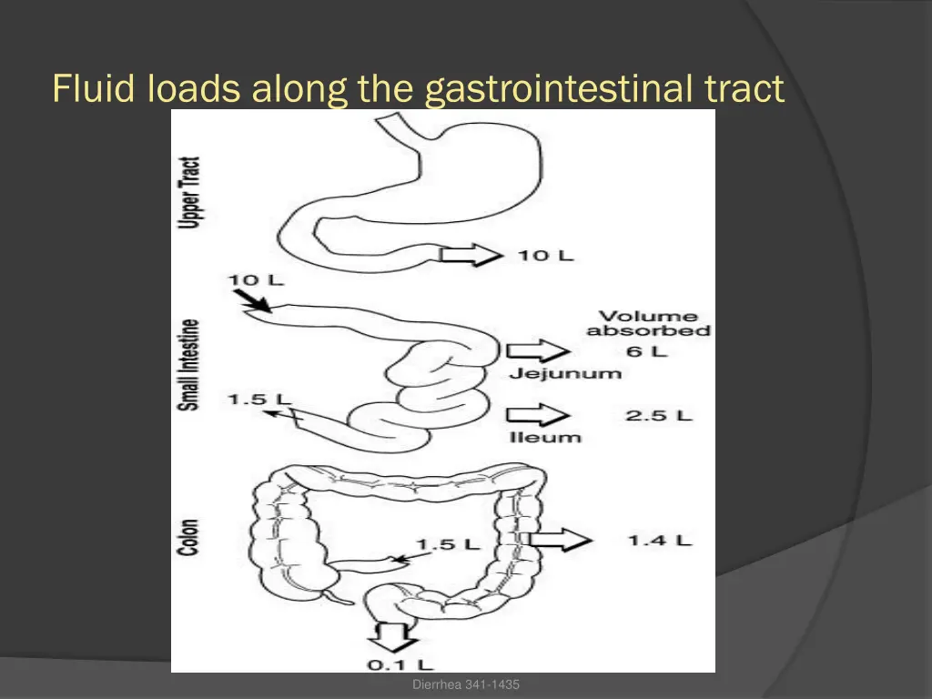 fluid loads along the gastrointestinal tract
