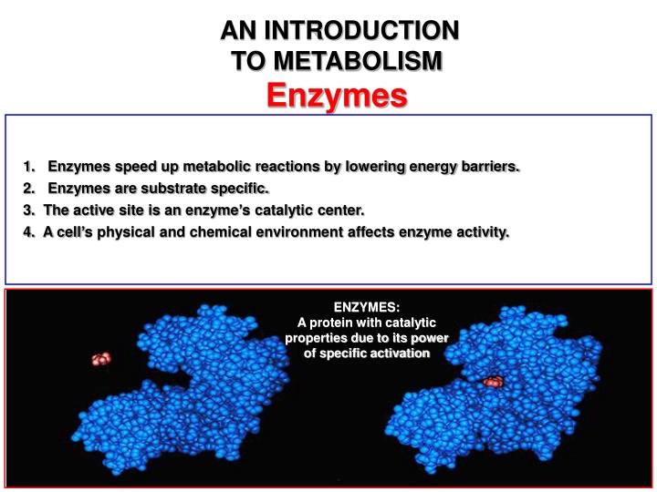 an introduction to metabolism enzymes