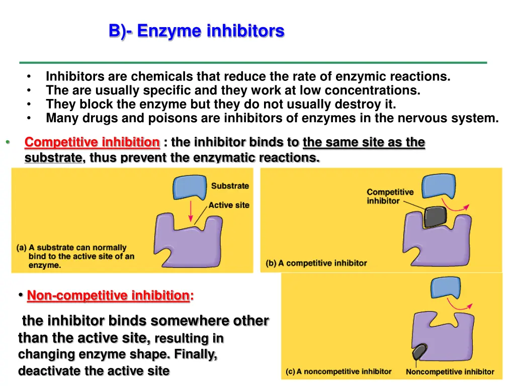 b enzyme inhibitors