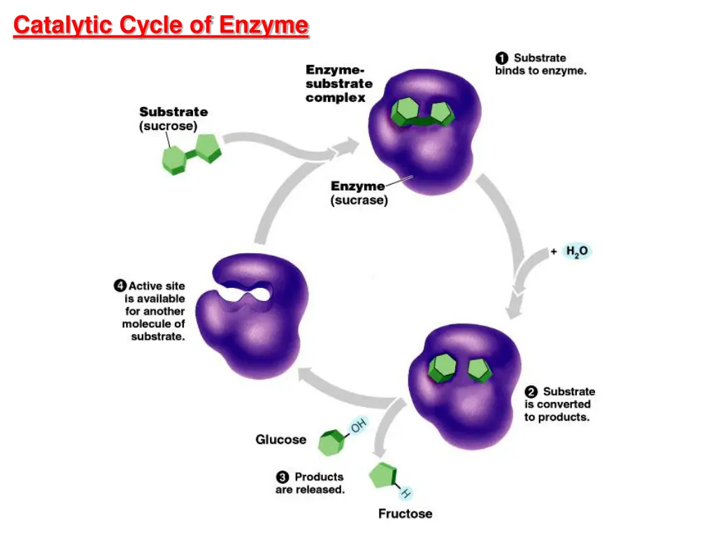 catalytic cycle of enzyme