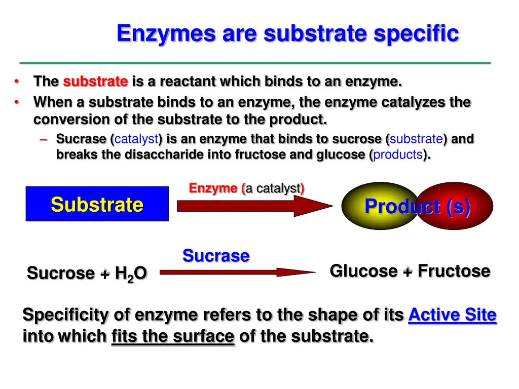 enzymes are substrate specific