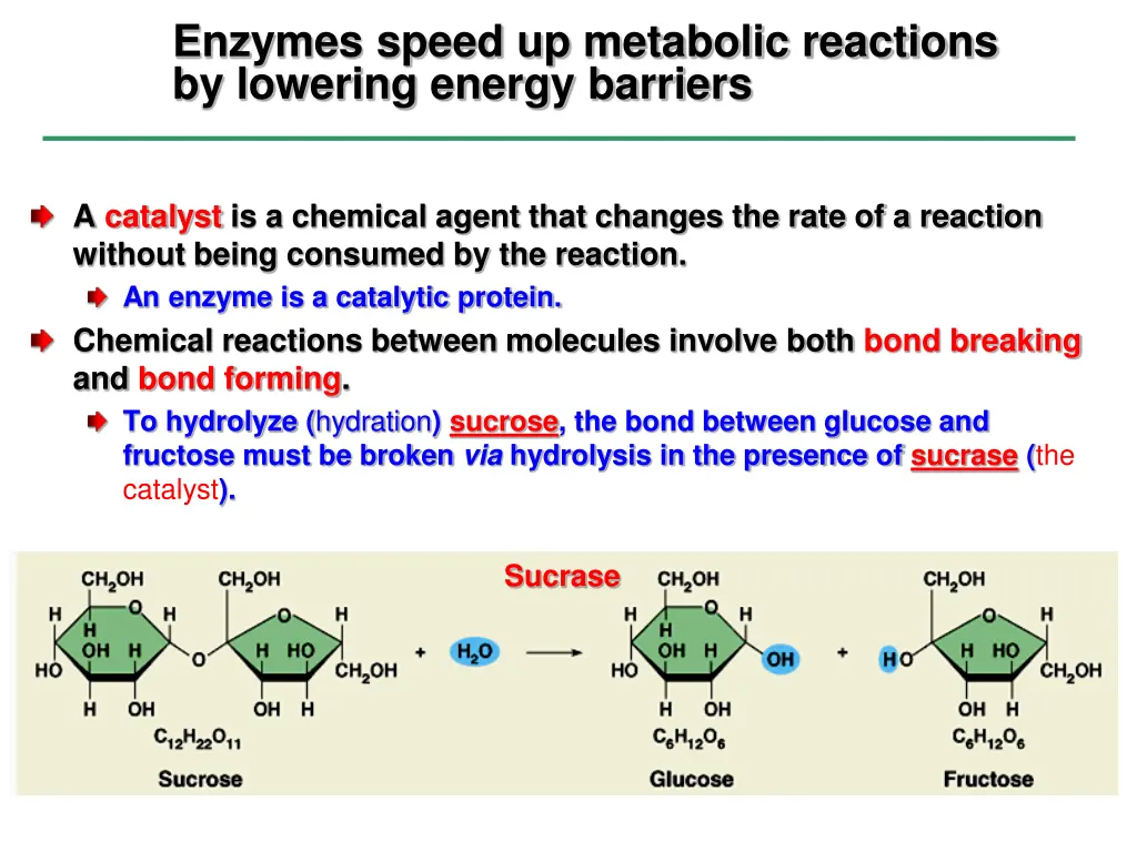 enzymes speed up metabolic reactions by lowering