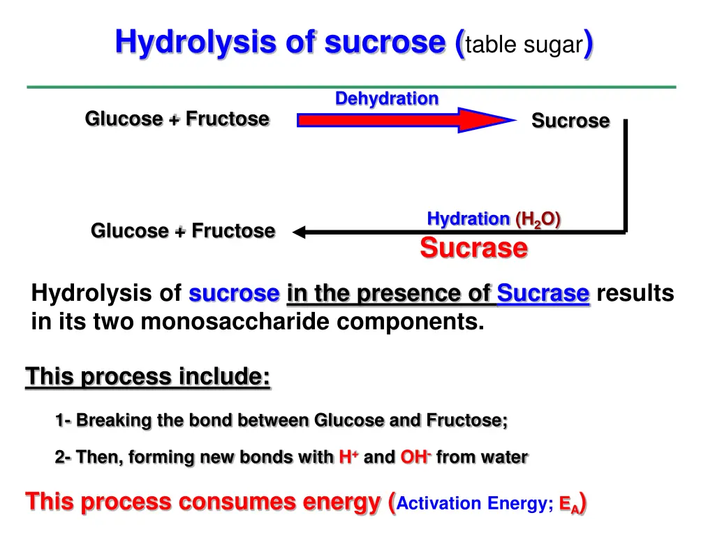 hydrolysis of sucrose table sugar
