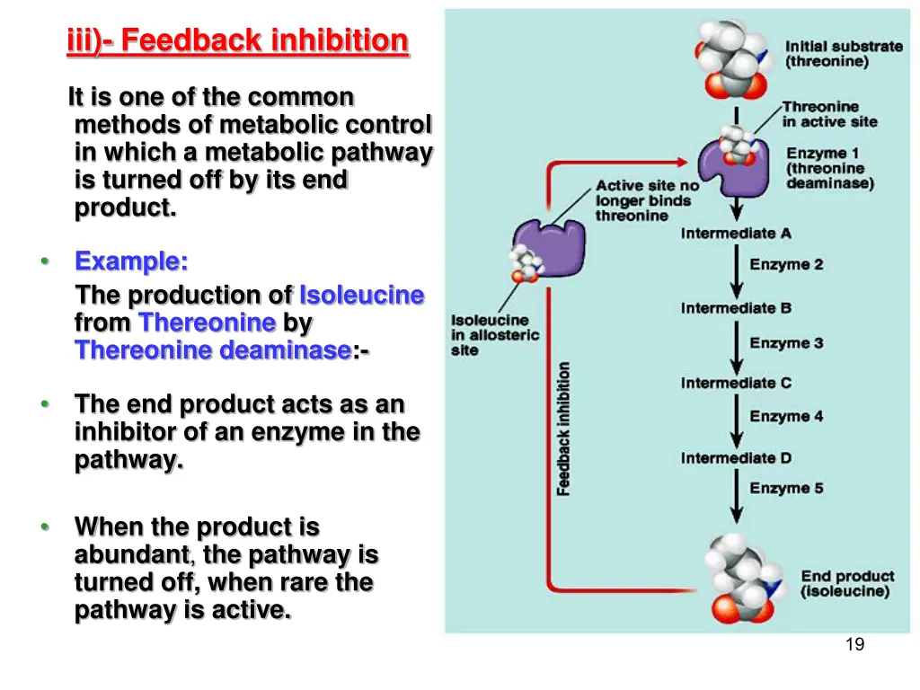 iii feedback inhibition