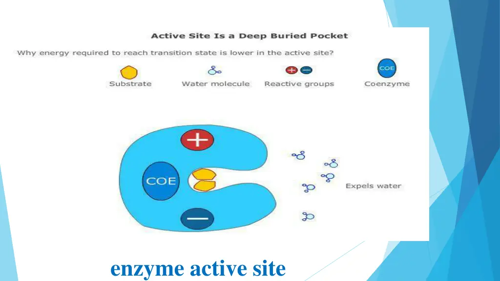 enzyme active site 1