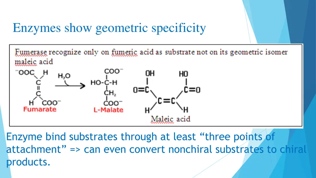 enzymes show geometric specificity