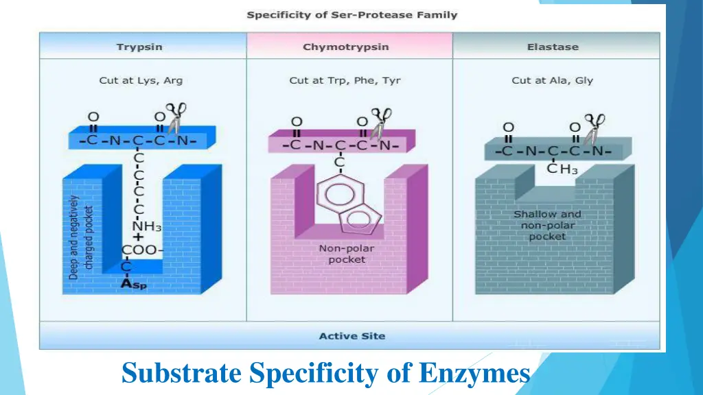 substrate specificity of enzymes