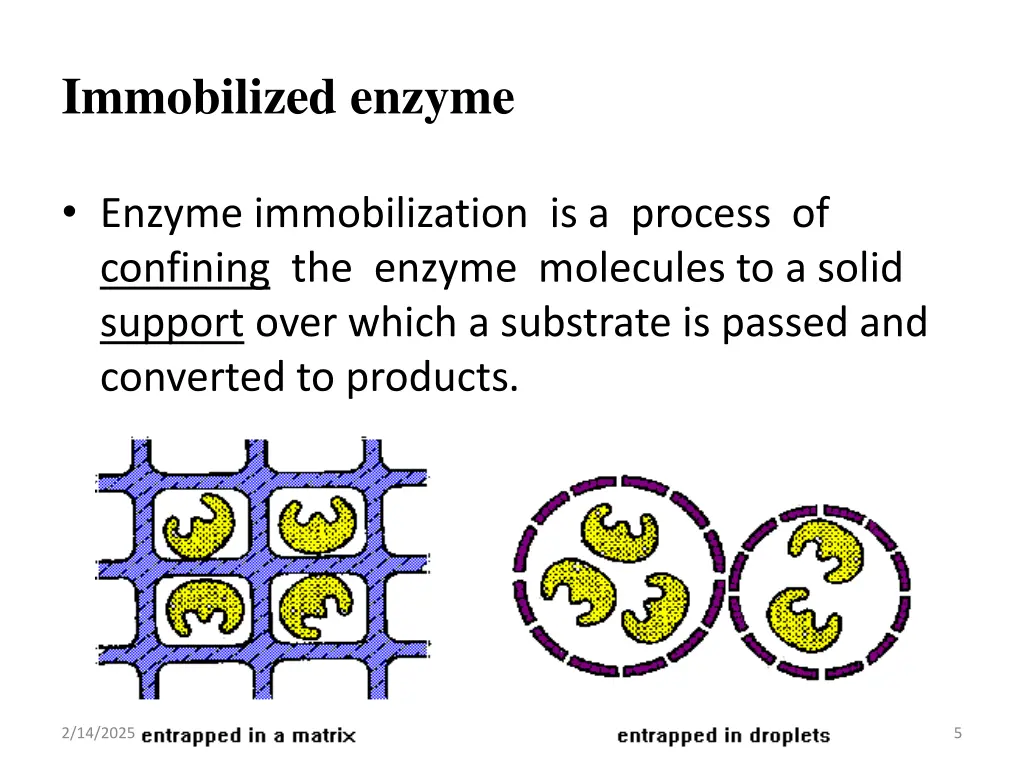 immobilized enzyme