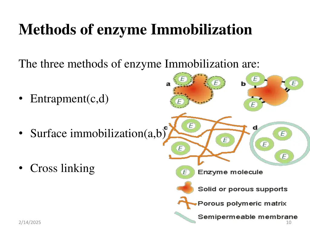methods of enzyme immobilization