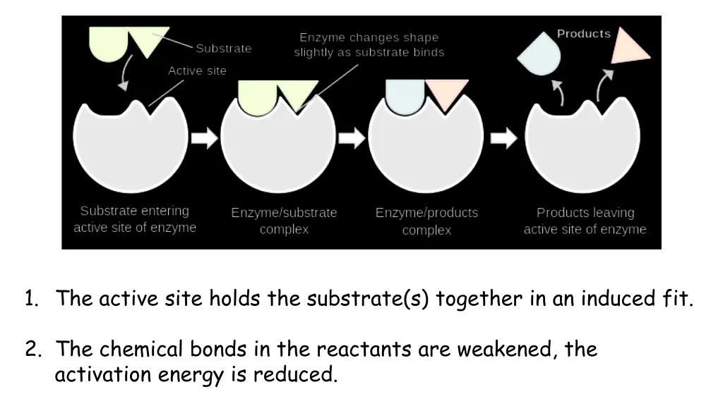 1 the active site holds the substrate s together