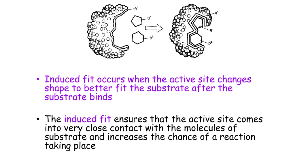 induced fit occurs when the active site changes