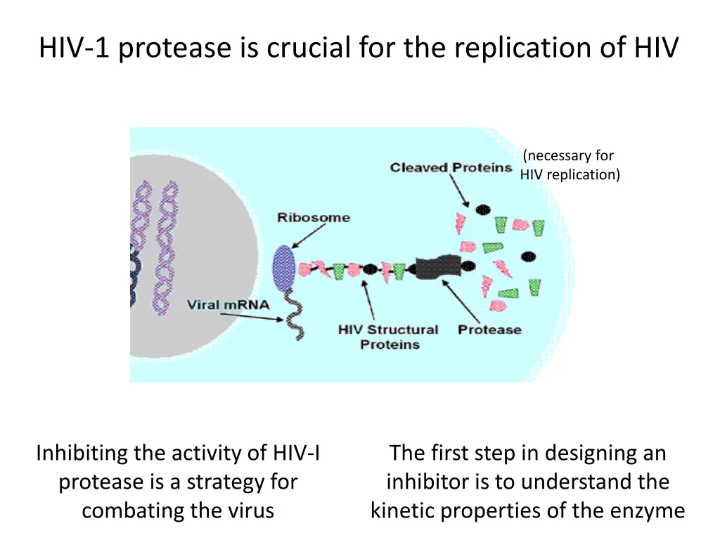 hiv 1 protease is crucial for the replication