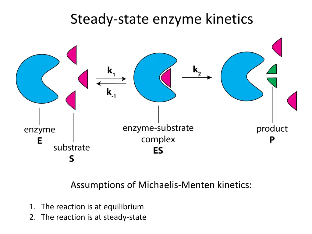 steady state enzyme kinetics