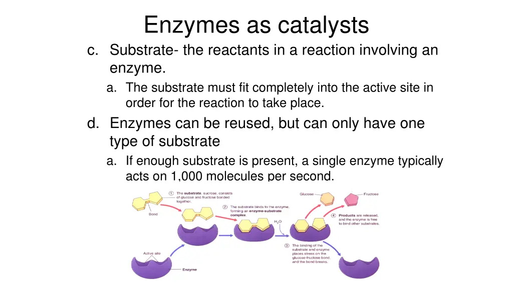 enzymes as catalysts c substrate the reactants