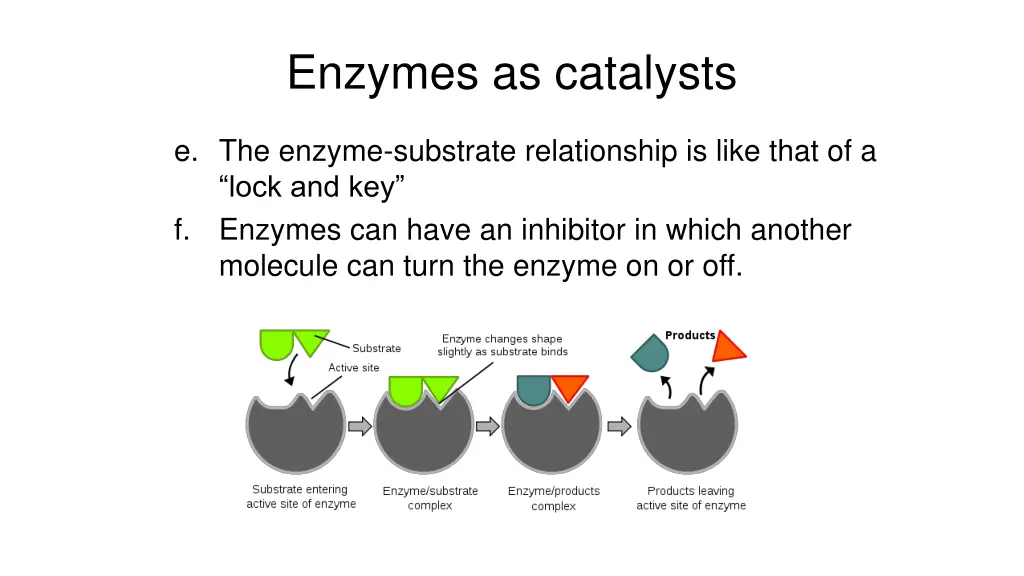 enzymes as catalysts