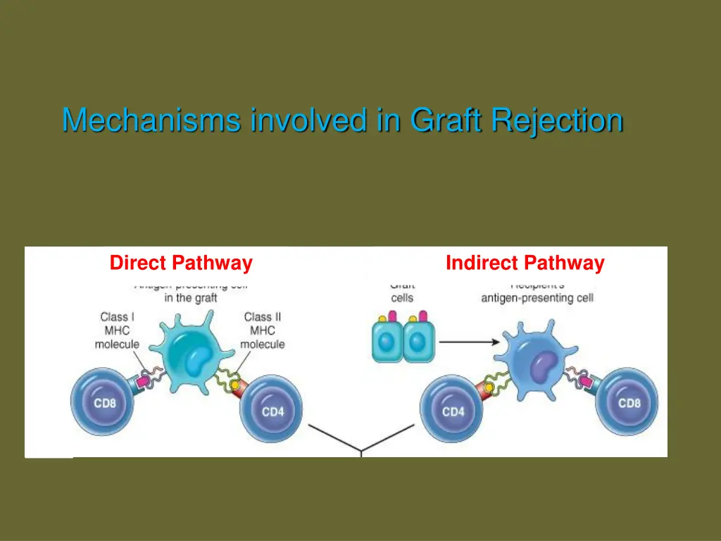 mechanisms involved in graft rejection