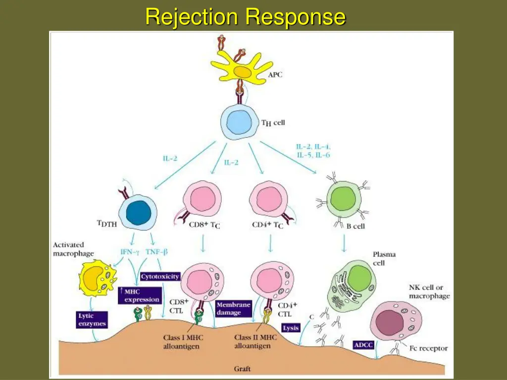 rejection response