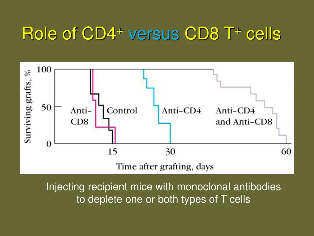 role of cd4 versus cd8 t cells