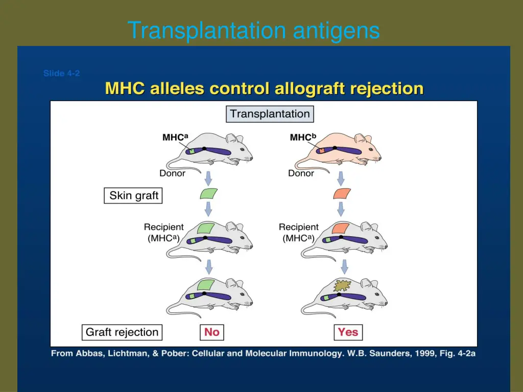 transplantation antigens