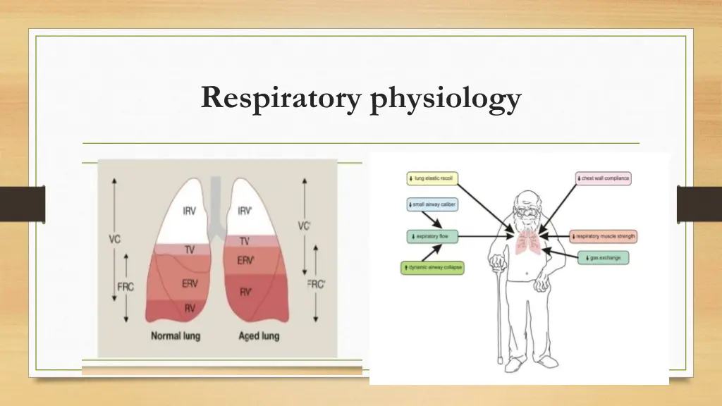 respiratory physiology