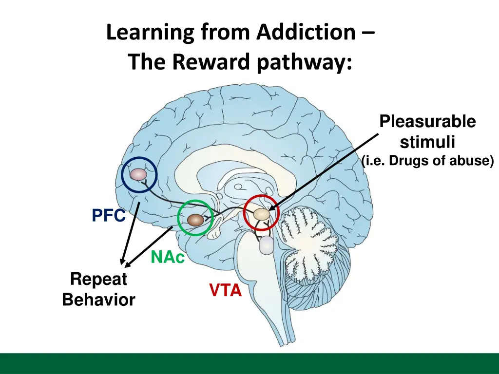 learning from addiction the reward pathway