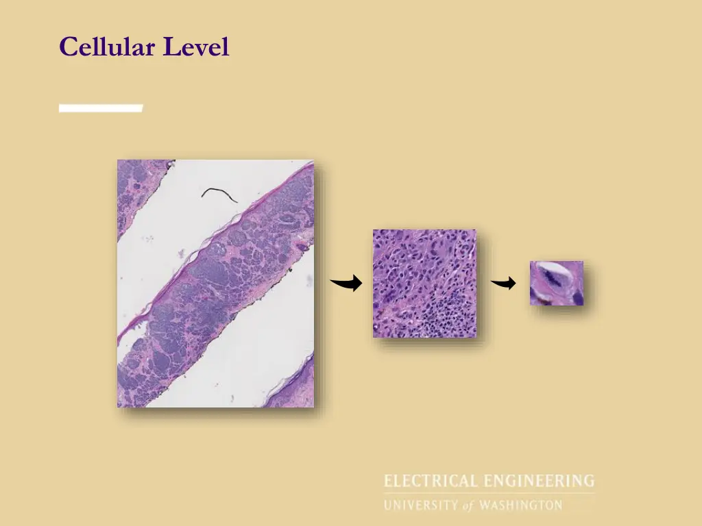 cellular level