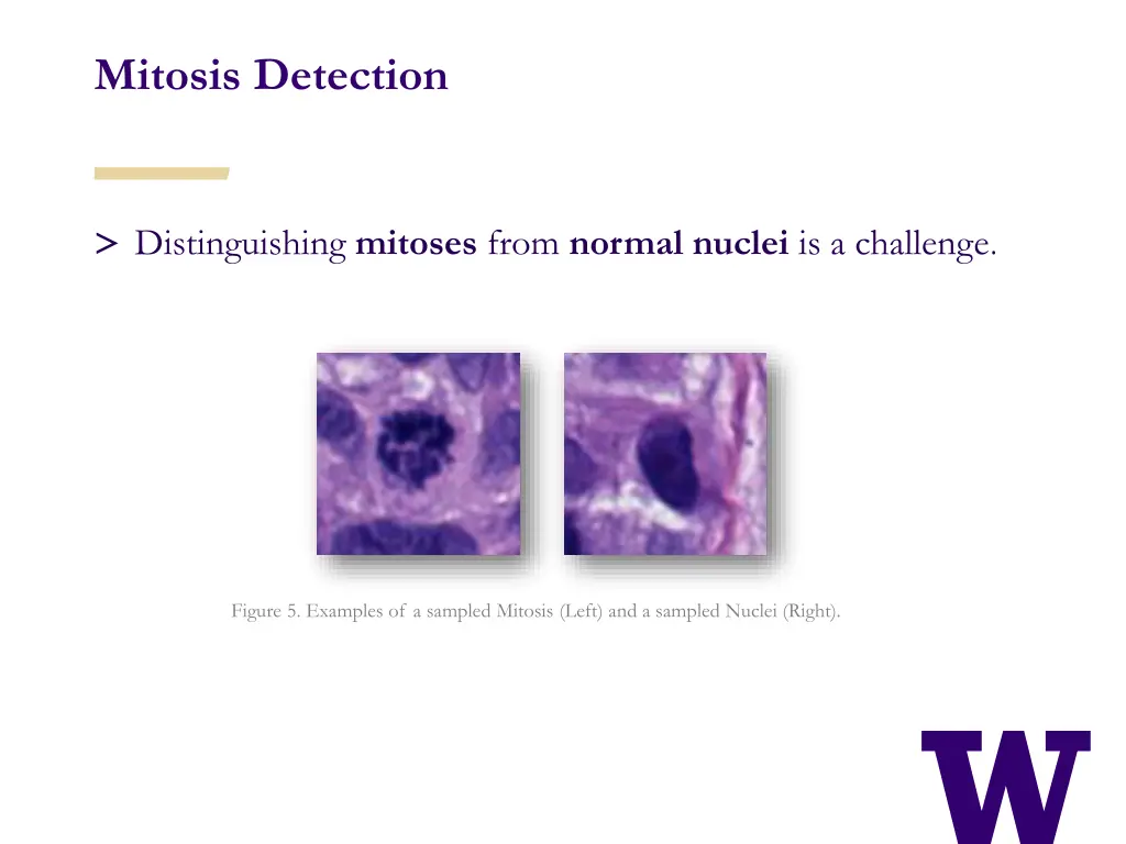 mitosis detection