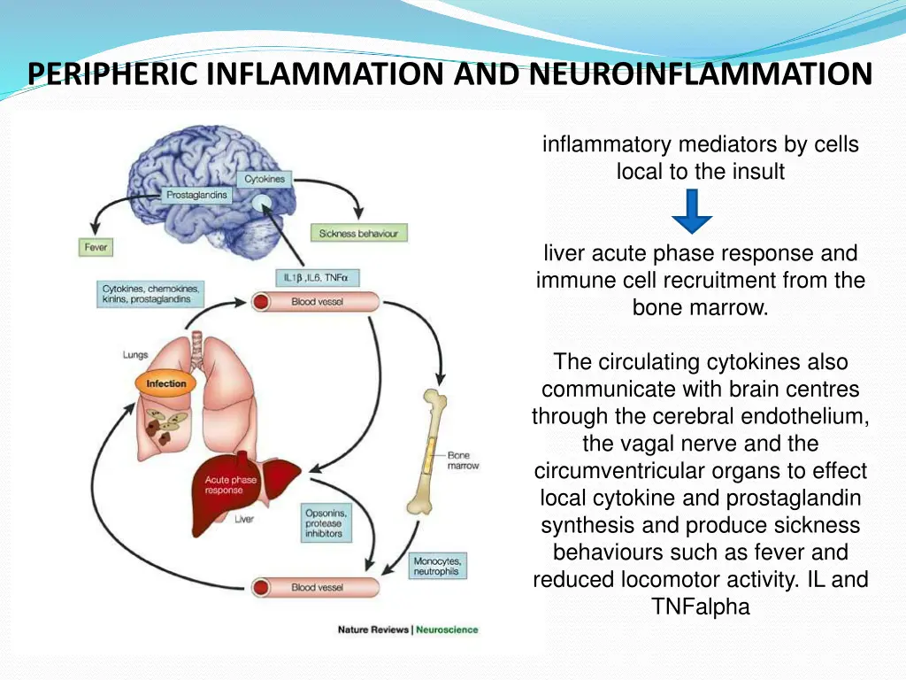 peripheric inflammation and neuroinflammation
