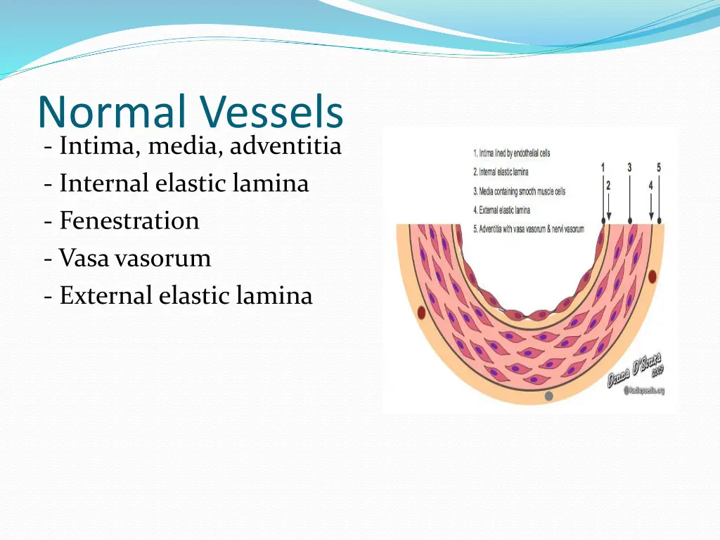 normal vessels intima media adventitia internal