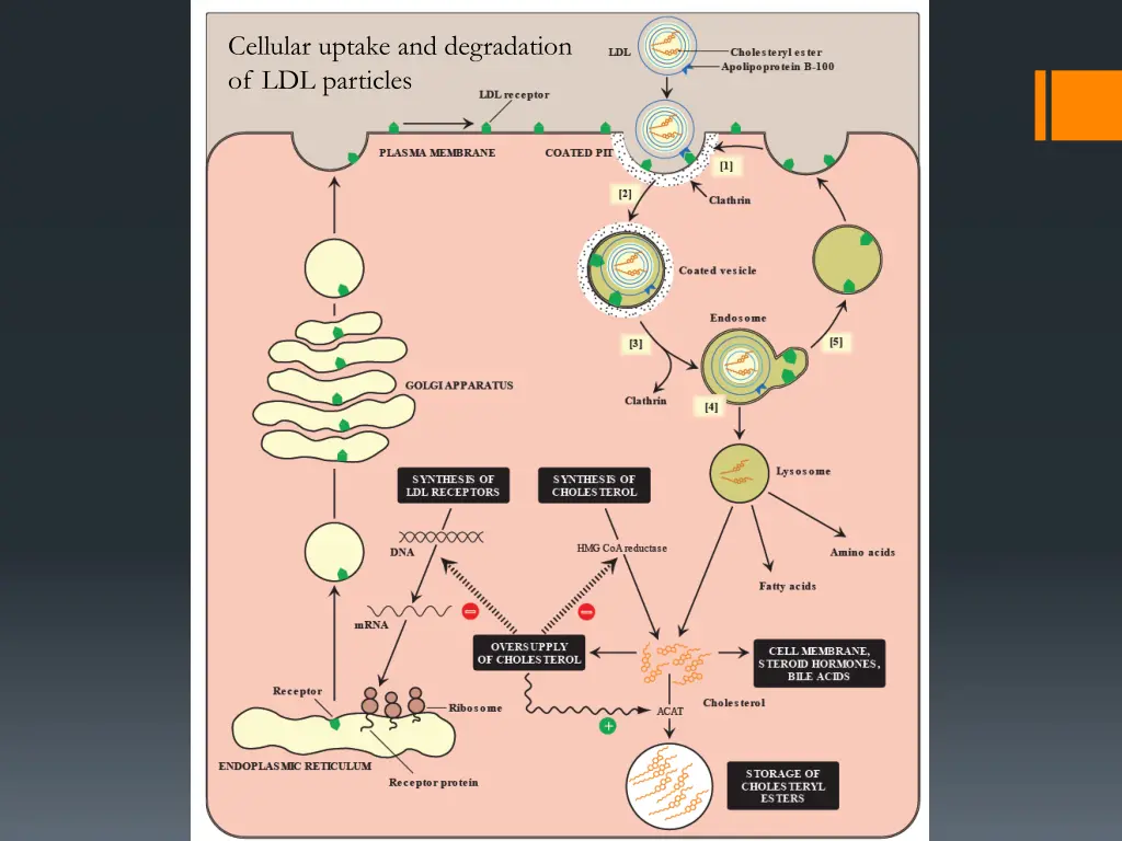 cellular uptake and degradation of ldl particles