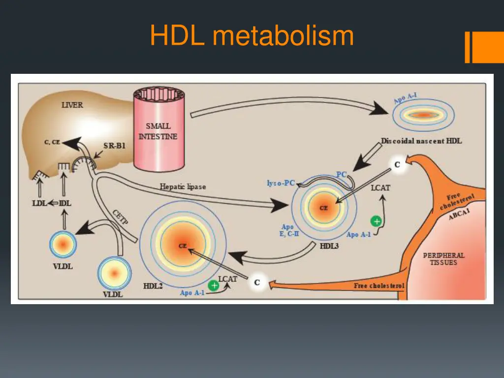 hdl metabolism