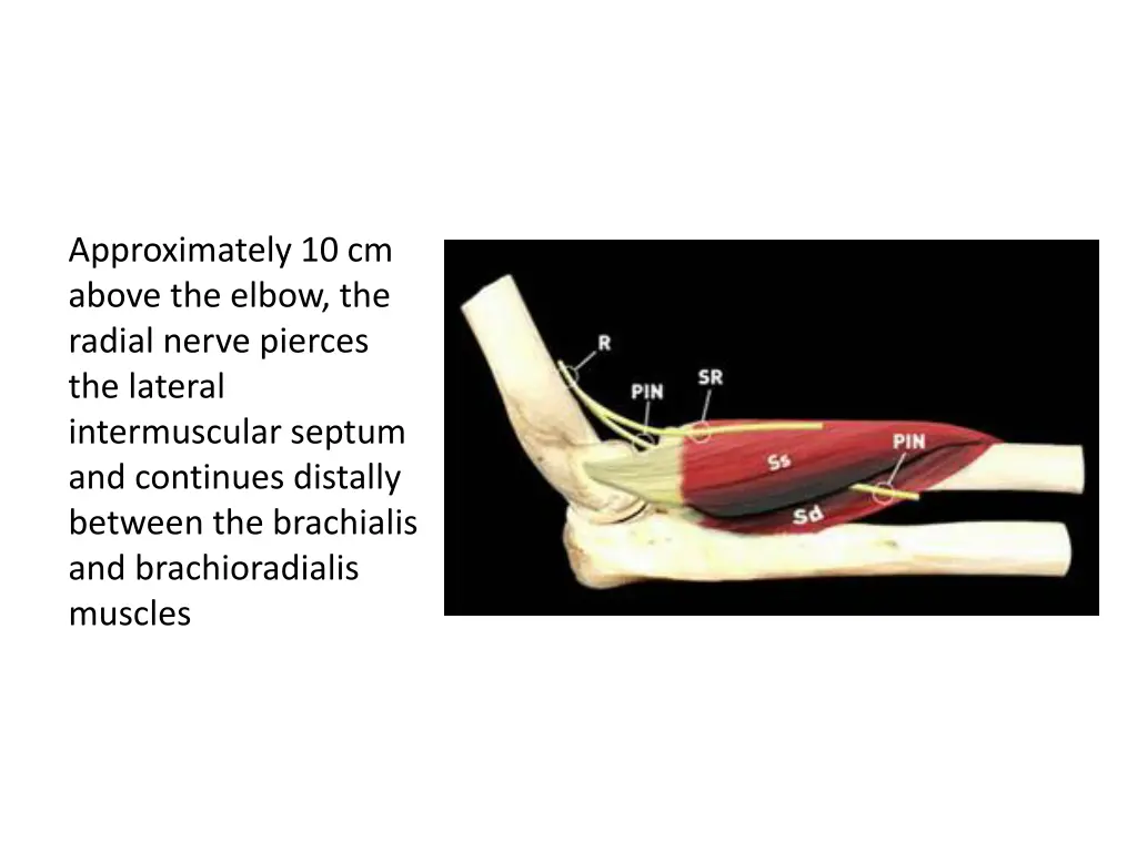 approximately 10 cm above the elbow the radial