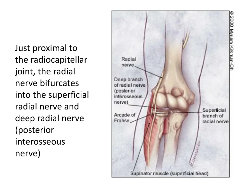 just proximal to the radiocapitellar joint