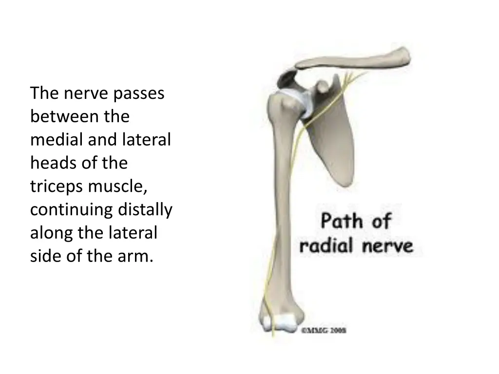 the nerve passes between the medial and lateral