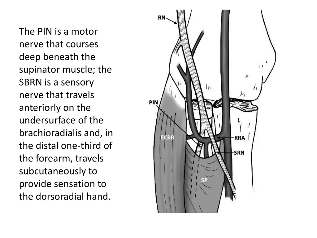 the pin is a motor nerve that courses deep