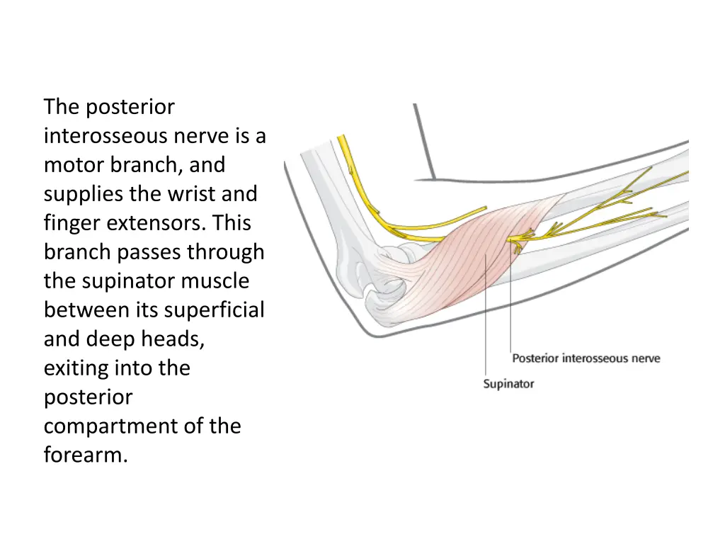 the posterior interosseous nerve is a motor