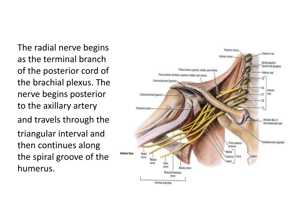 the radial nerve begins as the terminal branch