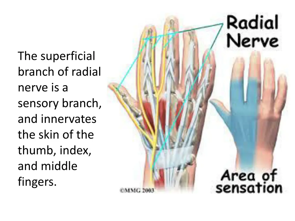 the superficial branch of radial nerve