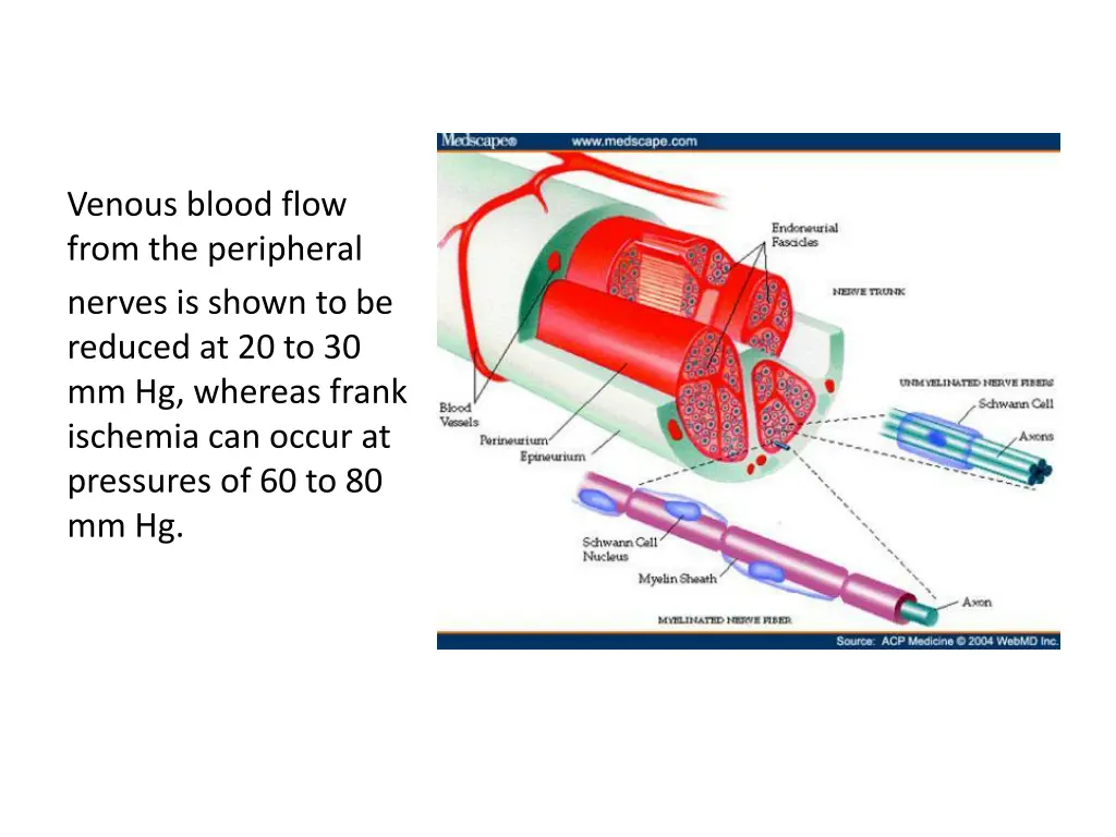 venous blood flow from the peripheral nerves