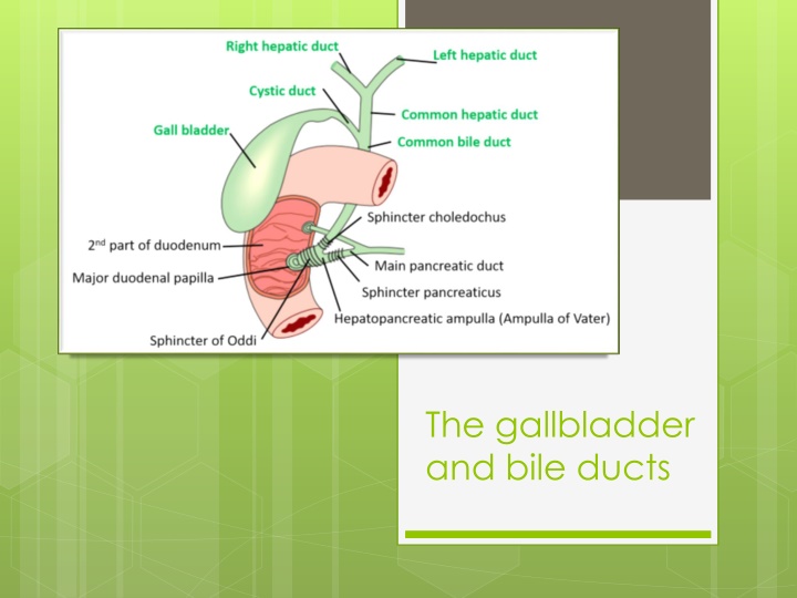 the gallbladder and bile ducts