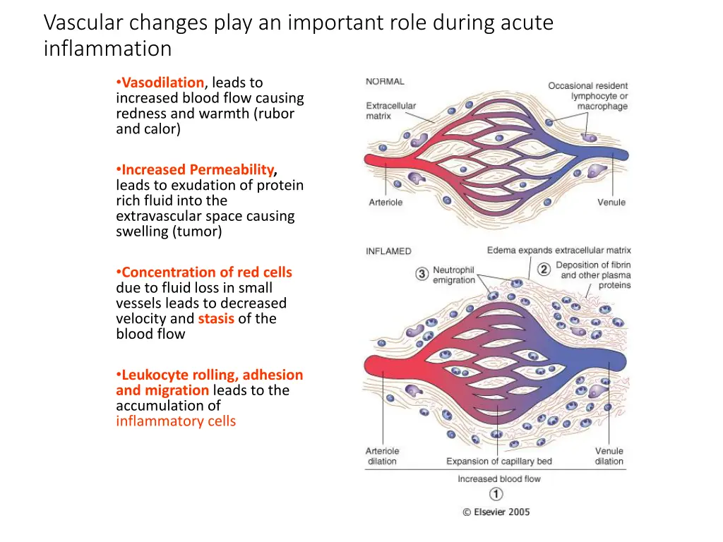 vascular changes play an important role during