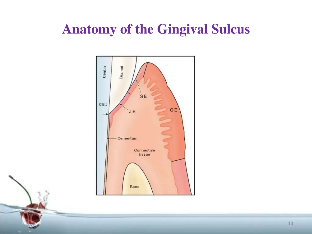 anatomy of the gingival sulcus